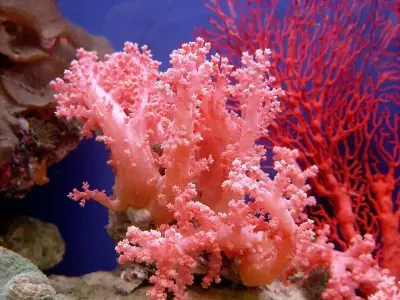 San hô rực rỡ sống động trong bể cá biển lung linh