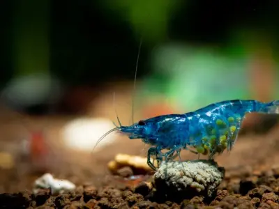 Khám phá đặc điểm tép Blue Dream đẹp mê hoặc người chơi