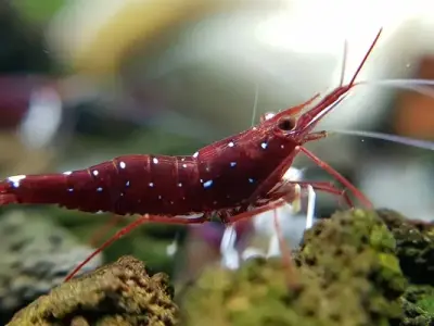 Tép màu nhiều sắc thái lung linh cực kỳ hấp dẫn người chơi