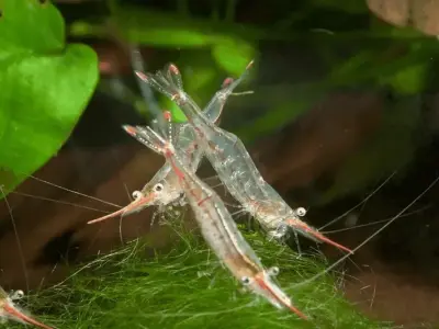 Khám phá đặc điểm tép Mũi Đỏ độc đáo và nổi bật nhất