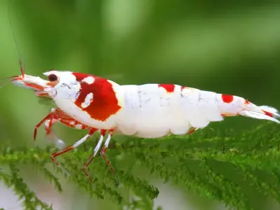 Tổng hợp hình ảnh tép Ong đỏ tuyệt đẹp cho dân chơi