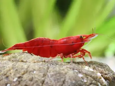 Tổng hợp hình ảnh Tép Red Cherry đáng yêu cho dân chơi cá