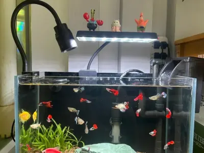 70+ mẫu bể thủy sinh biotop đẹp phong cách hoang dã