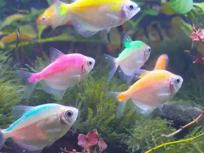 50+ ảnh Cá Cánh Buồm đẹp nổi bật cực kỳ  hút mắt cho bể cá