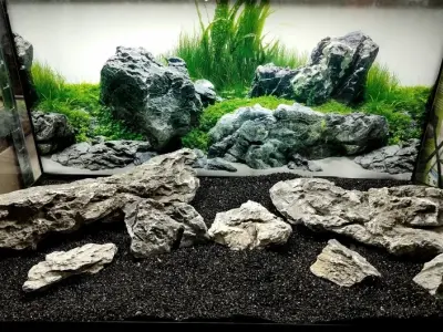 Khám phá vẻ đẹp tự nhiên của bể cá đá tai mèo độc đáo