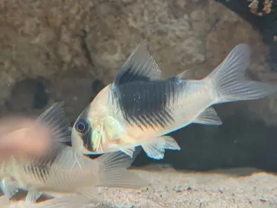 Ảnh cá chuột Cory đẹp hiếm gặp khiến dân chơi cá mê mẩn