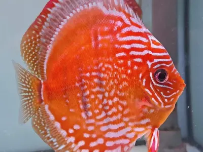 Ngắm trọn vẻ đẹp cá dĩa Discus biểu tượng cá cảnh cao cấp