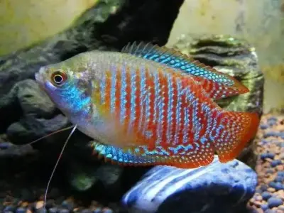 Chiêm ngưỡng bộ ảnh cá gourami đầy màu sắc cuốn hút