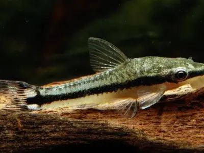 Bộ ảnh cá Otocinclus hiền lành được người chơi cá yêu thích