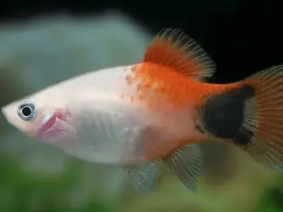 Cá Platy Mickey màu sắc rực rỡ thu hút người chơi cá cảnh