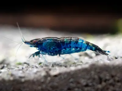 Khám phá sắc xanh độc đáo của tép Blue Velvet cảnh