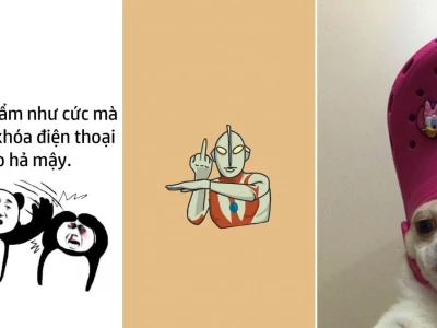 Top 100 hình nền meme hài hước cho điện thoại cực bựa và độc lạ 2026