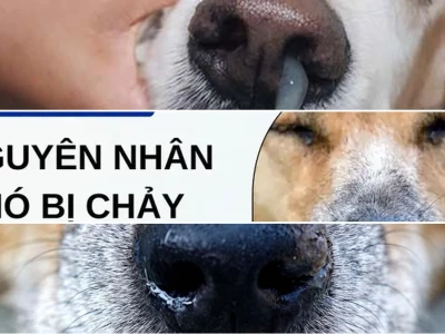 Cách xử lý khi chó bị chảy nước mũi màu vàng và dấu hiệu bệnh nguy hiểm 2026